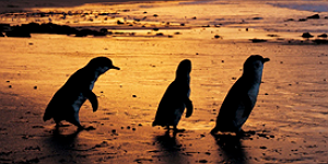 Im Urlaub Pinguine und Koalas retten