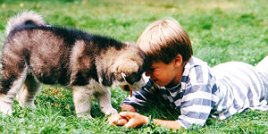 Tipps zum entspannten Reisen mit Hunden