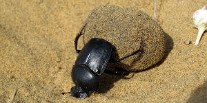 Skarabaeus-im-Wuestensand Skarabäus im Wüstensand © P.Höhnel