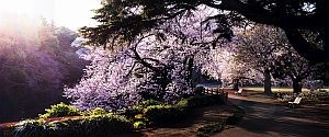© Dreamscapes by David Drebin, published by teNeues, www.teneues.com. TOKYO DUST, 2015, Photo © 2016 David Drebin. All rights reserved. www.daviddrebin.com
